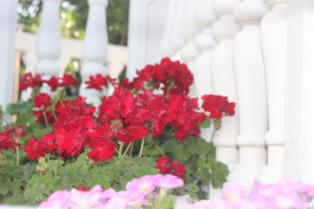 Villa Alla Bed And Breakfast Херцег-Нови Экстерьер фото